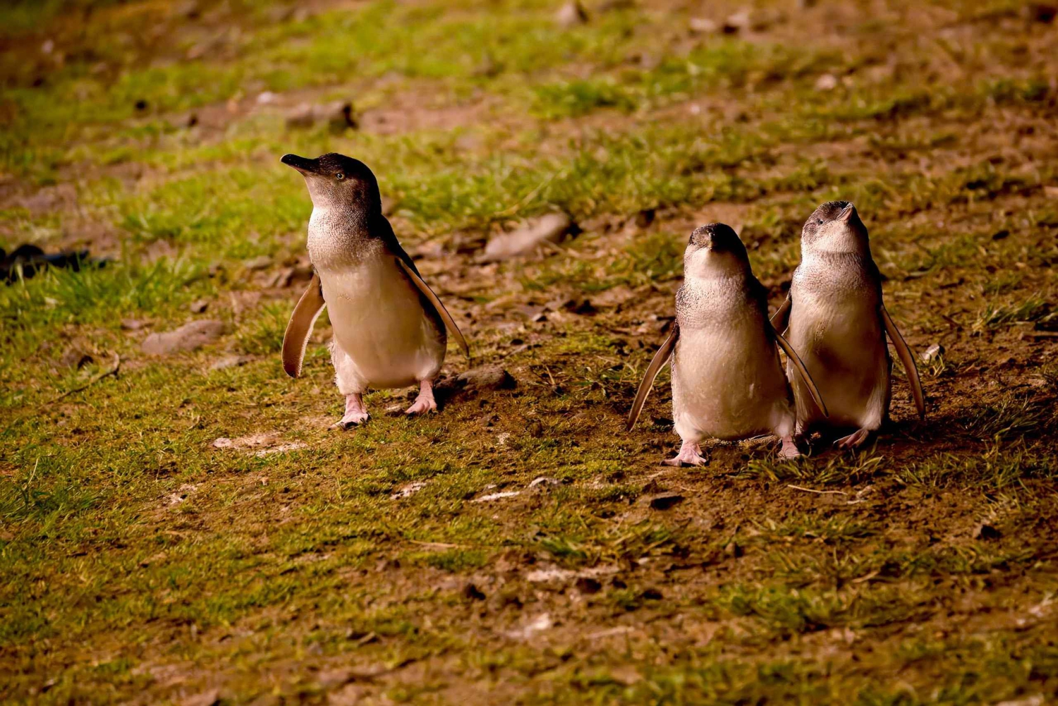 Phillip Island: tour exprés de pingüinos a la hora dorada