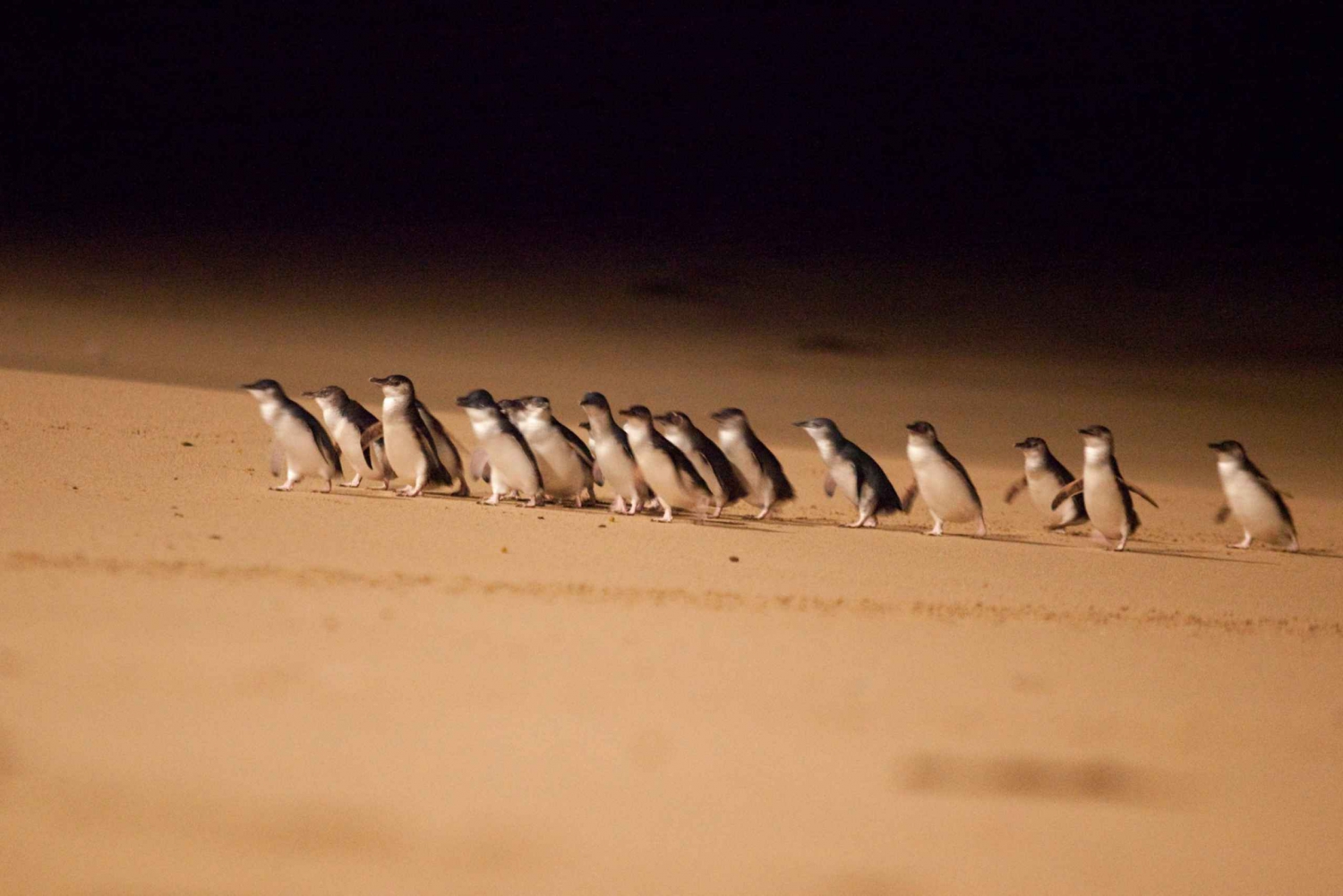 Из Мельбурна: Дневной тур на Парад Пингвинов