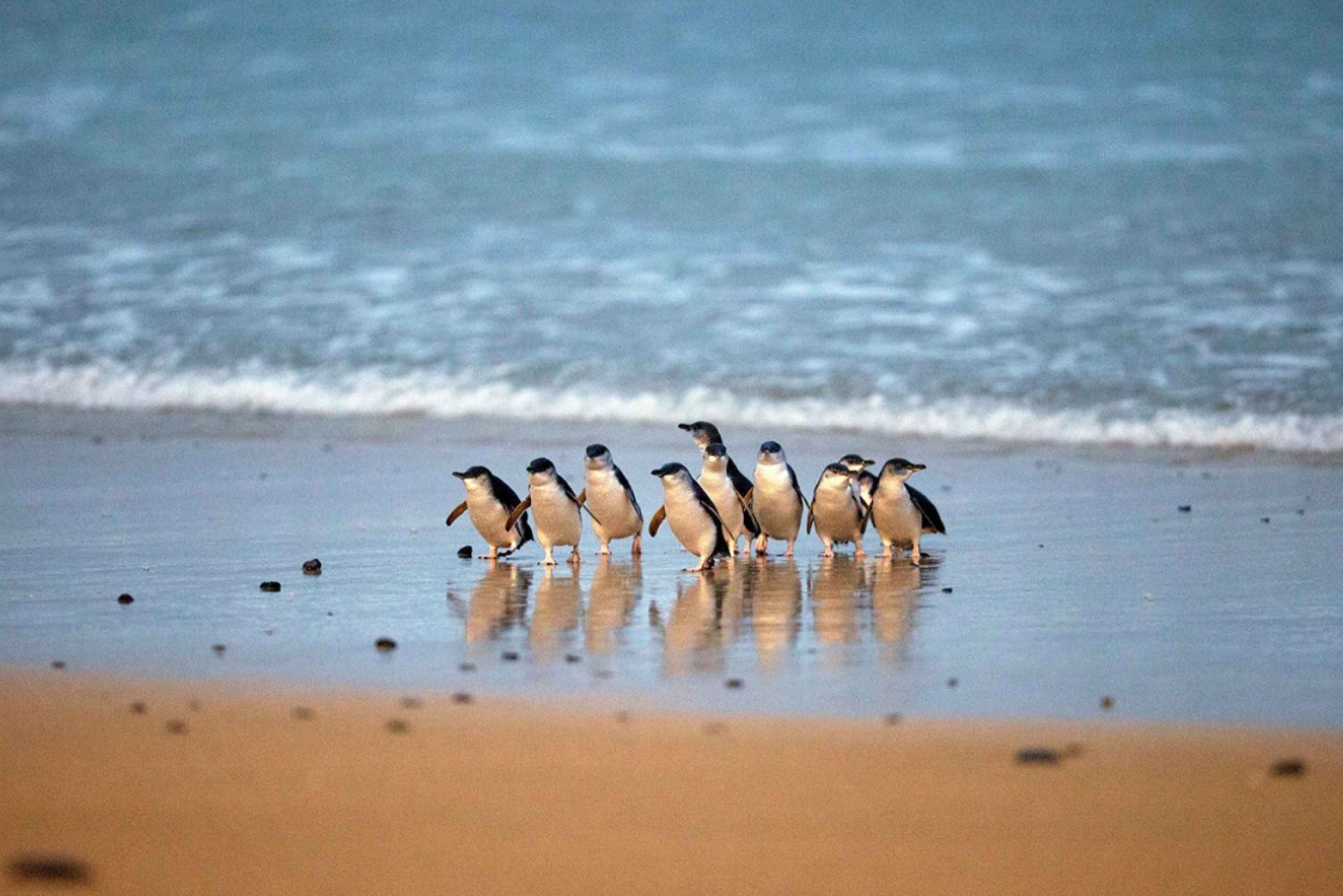 Phillip Island: Pinguïnparade en multi-attractiepas
