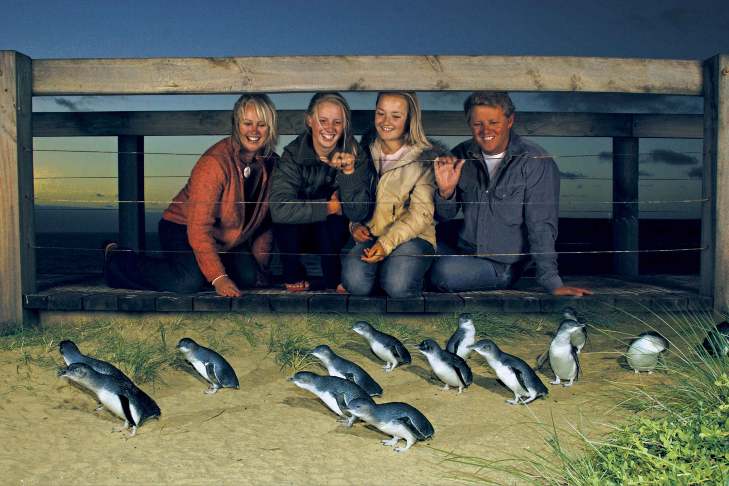 Phillip Island: Pinguin Parade Abendtour von Melbourne