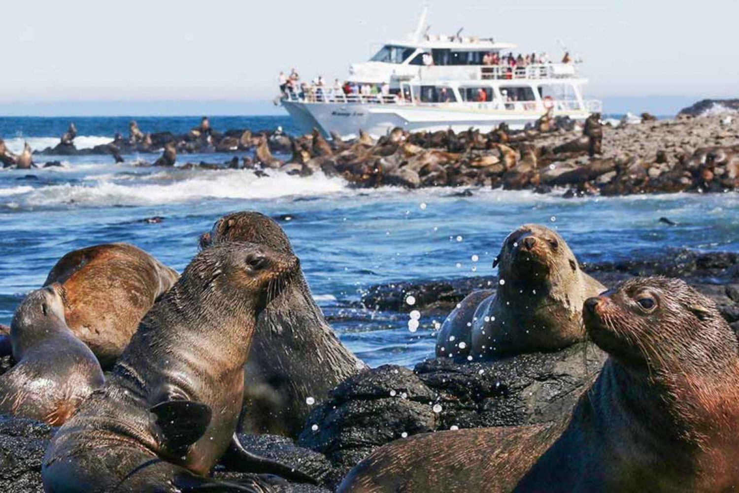 Мельбурн: тур на остров Филлип с автобусом Hop-on или круизом Seal Cruise