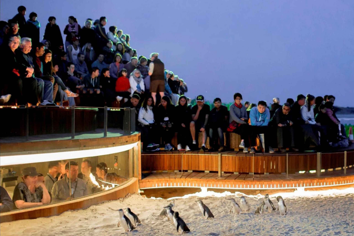 Melbournesta: Phillip Island Penguin Parade Yksityinen kierros