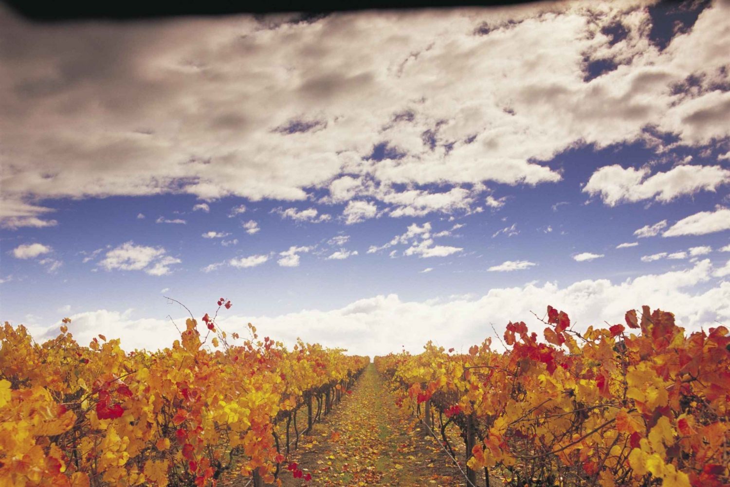 Dolina Yarra: wycieczka po winnicach z lunchem w Yering Station