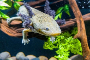 Mexico City: Entry Ticket to Acuario Michin