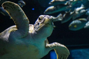 Mexico City: Entry Ticket to Acuario Michin