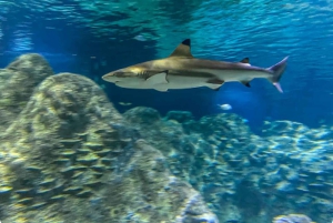 Mexico City: Entry Ticket to Acuario Michin