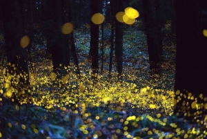 Puebla: Explore Chautla Castle and Watch Fireflies