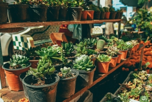 Mexico City: Mezcal Tasting and Market Tour with Lunch