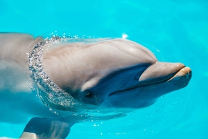 From Miami: Key West Day Trip