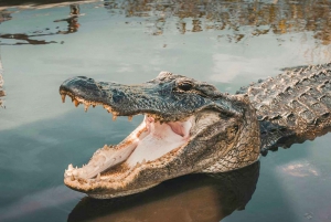 Miami Combo: Hop-on Hop-off Tour, Bay Cruise, & Everglades