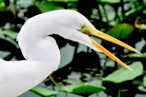 Miami Combo: Hop-on Hop-off Tour, Bay Cruise, & Everglades