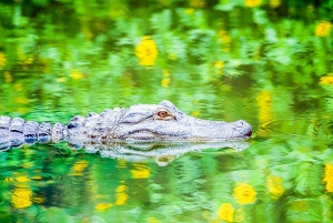 Miami Combo: Hop-on Hop-off Tour, Bay Cruise, & Everglades