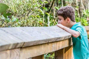 Miami Combo: Hop-on Hop-off Tour, Bay Cruise, & Everglades