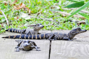 Miami Combo: Hop-on Hop-off Tour, Bay Cruise, & Everglades