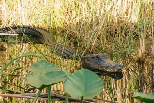 Miami: Everglades Airboat, Wildlife Show, & Roundtrip Bus