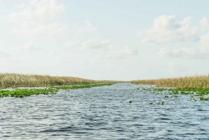 Miami: Everglades Airboat, Wildlife Show, & Roundtrip Bus