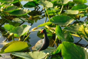 Miami: Everglades Airboat, Wildlife Show, & Roundtrip Bus