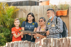 Miami: Everglades Airboat, Wildlife Show, & Roundtrip Bus