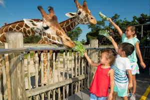 Miami: Go City All-Inclusive Pass with 25+ Attractions