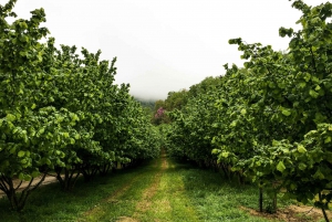Milán: lo mejor del Piamonte: cata de vino Barolo, Alba y castillo