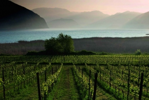 From Milan: Full-Day Food & Wine Experience in Franciacorta