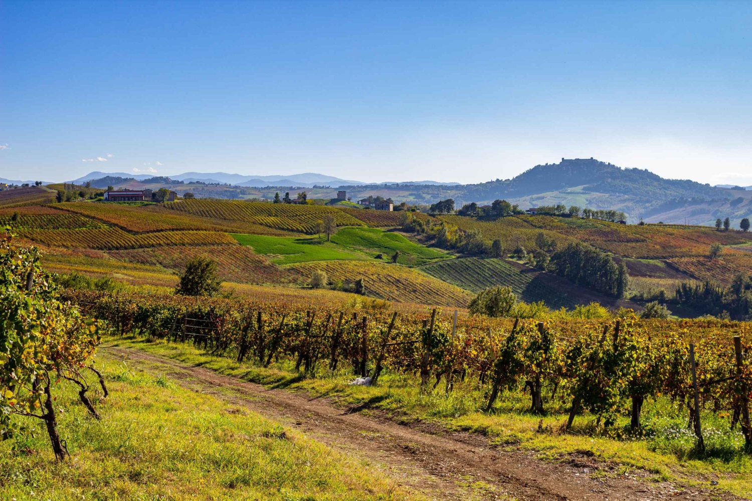 Pavia: viinitarhojen ja linnojen keskellä: maistajaiset ja aito lounas Oltrepòssa