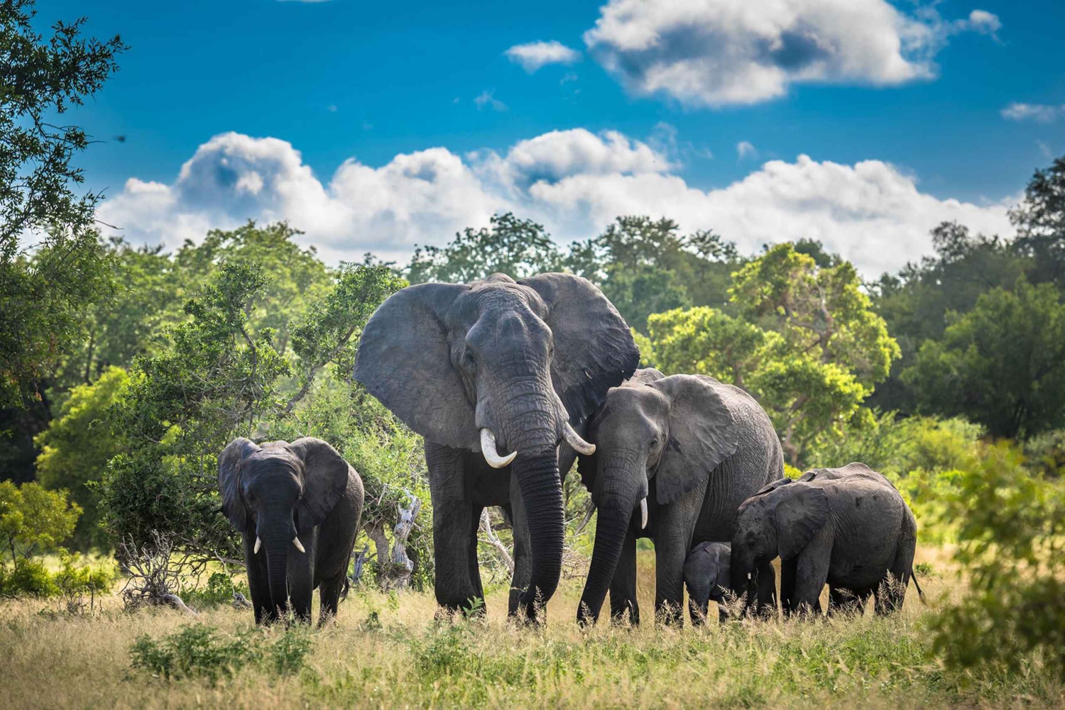 3 dias:Safari no Kruger Nacional Park, Mpumalanga e City tour em Maputo