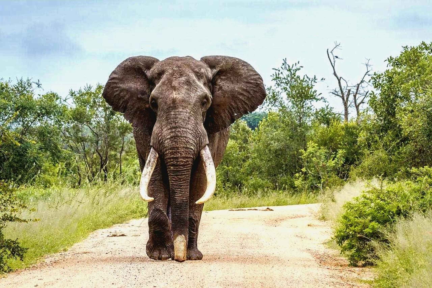 Fra Maputo: Special Reserve Safari med besøg på Ponto do Ouro