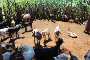 Hazyview: 8 päivän safari Etelä-Afrikassa, Mosambikissa ja Eswatinissa