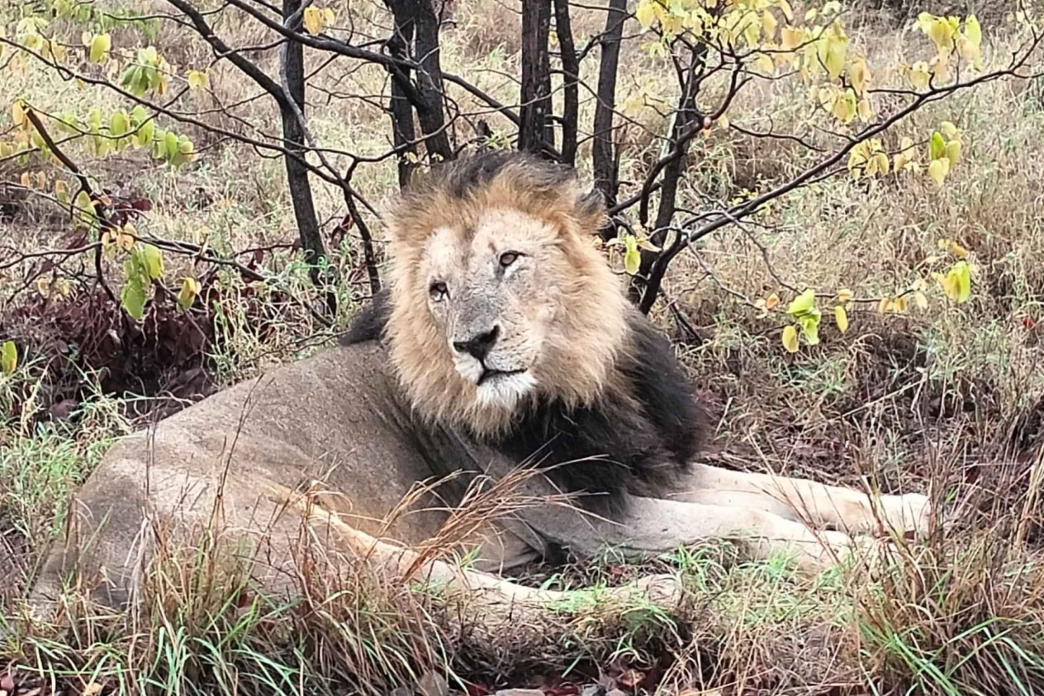 Safári no Parque Kruger saindo de Maputo