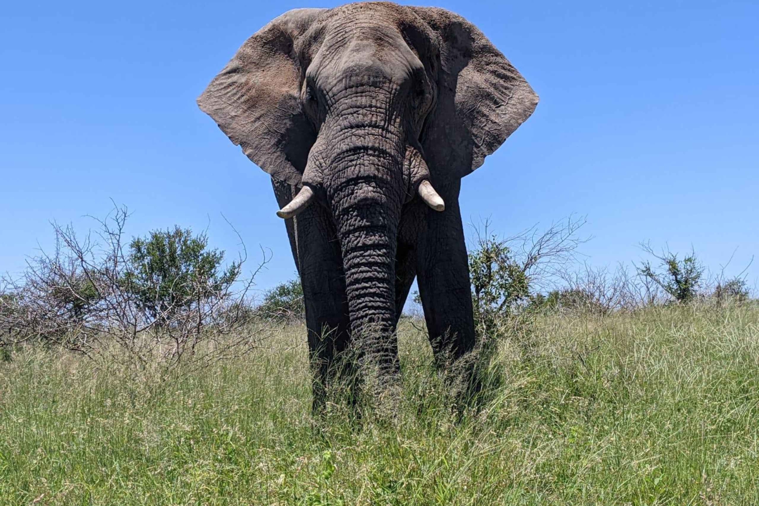 Safari Kruger National a partir de Maputo (Económica)