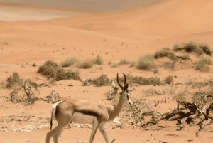 2-Day Etosha Big Five Safari from Windhoek