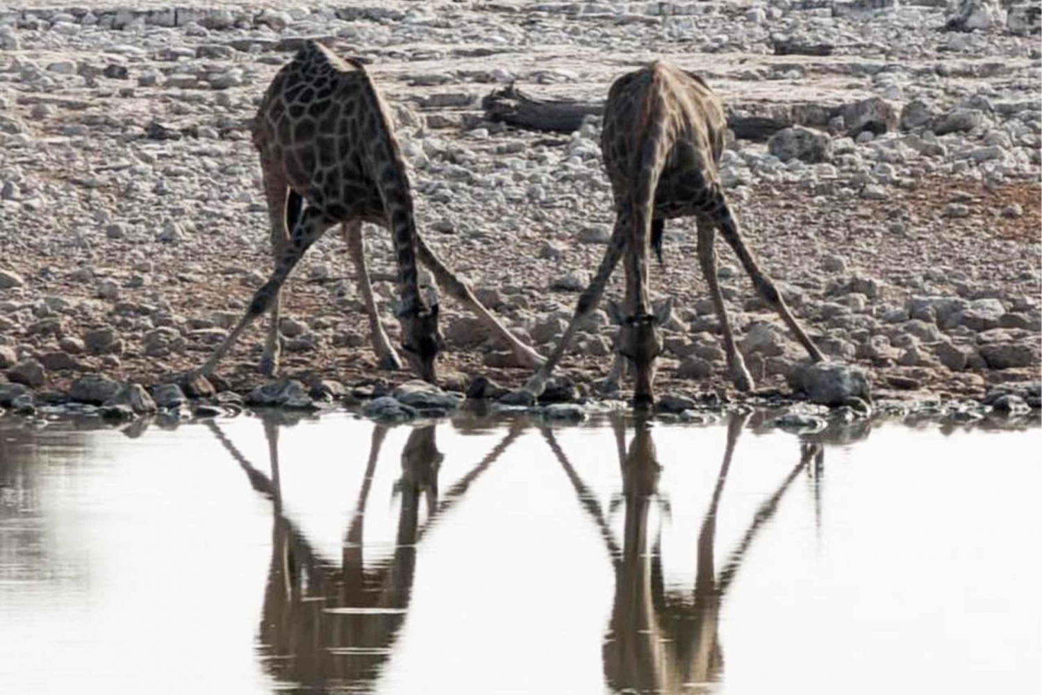 Sandwich Harbour Experience – Where Dunes Kiss the Ocean
