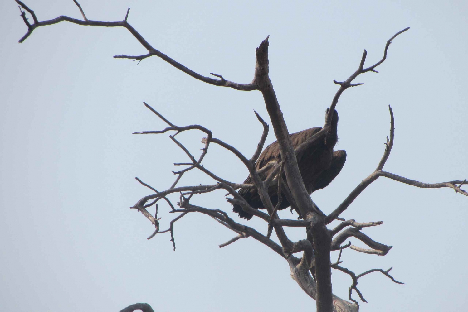 Dolphin & Seal cruise Sandwich harbour dune tour