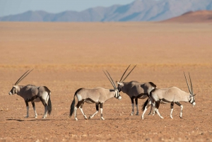 Etosha 4x4 Open Private Safari Full Day