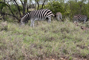Etosha 4x4 Open Private Safari Full Day