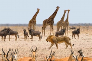 Etosha National Park: Full or Half-Day Game Drive