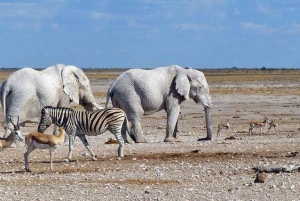 Etosha National Park: Full or Half-Day Game Drive