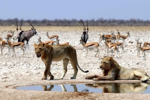 Etosha National Park: Full or Half-Day Game Drive