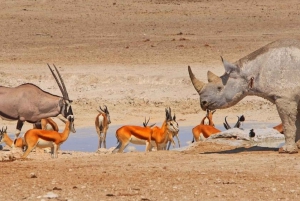 Etosha National Park: Full or Half-Day Game Drive