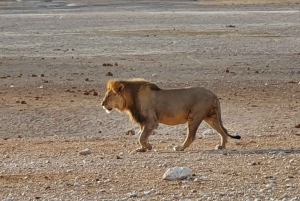 Etosha National Park: Full or Half-Day Game Drive
