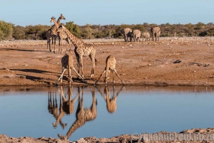 Etosha National Park: Full or Half-Day Game Drive
