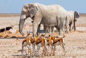 Etosha National Park: Full or Half-Day Game Drive