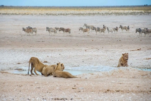 Etosha National Park: Full or Half-Day Game Drive