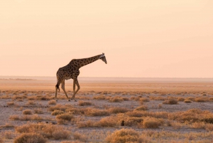 Etosha National Park: Full or Half-Day Game Drive