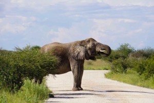 Etosha National Park: Full or Half-Day Game Drive