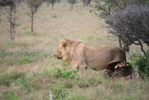 Etosha National Park: Full or Half-Day Game Drive