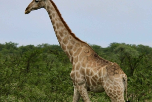 Etosha National Park: Full or Half-Day Game Drive