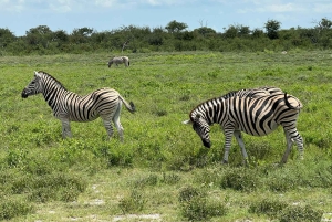 Etosha National Park: Full or Half-Day Game Drive