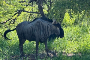 Etosha National Park: Full or Half-Day Game Drive